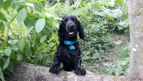 Kilkenny dogs shine in canine competition