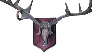 Carlow auction will see antlers from world's oldest deer auctioned by Mealy's  Kilkenny 