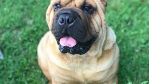 Hero Hank is top dog!