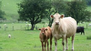 Lameness in the dairy herd – act now: Advice for Kilkenny Farms