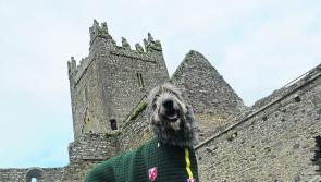 Mascot of Kilkenny's 3 Inf Battalion, Fionn the Wolfhound, has died