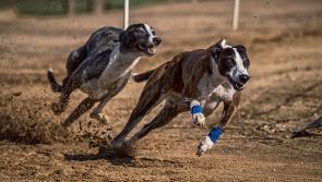 Racing at Kilkenny Greyhound Stadium postponed due to hot weather