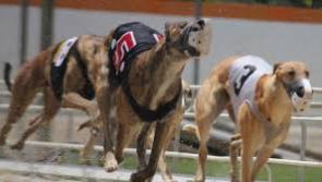 A treble for greyhound trainer Leahy