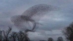 Murmurations regularly enthralling locals in scenic part of Kilkenny