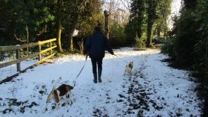 Pet care tips and advice during cold weather from the ISPCA

 