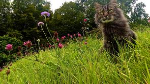 Bodacious - The Kilkenny cat who wrote his own book is dead