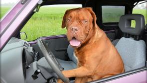 Survey reveals almost 74% of people believe they are a better driver than their partner