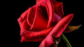 Love is in the air in Kilkenny with the scent of roses