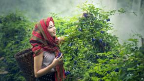 Learn how to  forage on Good Friday nature walk