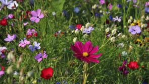 Kilkenny to host Illustrated Nature talk by renowned wildflower expert