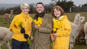 Aengus MacGrianna calls on businesses in Kilkenny to help ‘alpaca’ punch to cancer on Daffodil Day