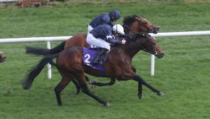 Horse Racing: Wexford win for Willie and Danny Mullins
