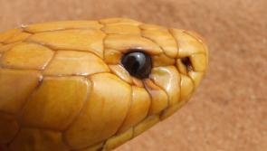 Fundraiser started to replenish anti-venom stock after reptile zoo fire in Kilkenny