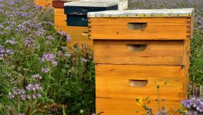Learn how to be a beekeeper with the South Kilkenny Beekeepers Association