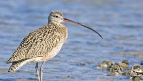 Kilkenny Deputy launches coastal nature project on World Curlew Day