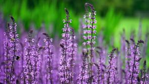 Time to talk: Weekly  gardening chat is on the agenda in the coming days