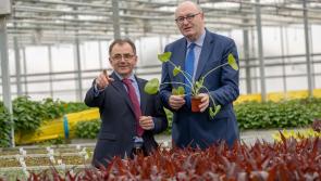 Jobs boost and €1m investment for Kilkenny  niche crop company