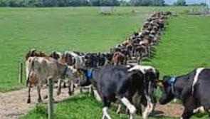 Glanbia Greenfield farm in Kilkenny to wind up
