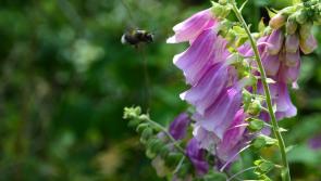 Mrs Mend and Make Do in the garden