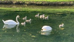 Is this a record for Kilkenny? Nine cygnets produced by swans