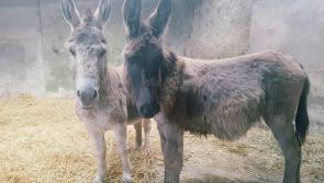 Two friendly Kilkenny donkeys looking for a home