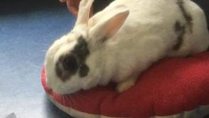 Are you missing a pet rabbit in Kilkenny?