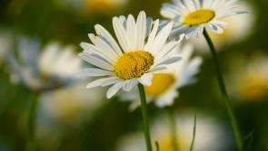 Killenny People Gardening Column