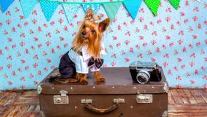 Kilkenny holiday-makers urged to factor pets into travel plans