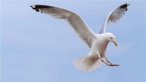 Freshford put anti-seagull measure in place - Kilkenny Live