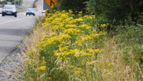 Kilkenny County Council to trial new product in ragworth eradication