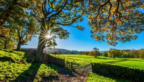 Kilkenny school invited to 'virtually' Come Farm With Me!