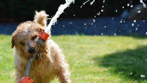 Kilkenny pet owners urged to be vigilant in hot weather 