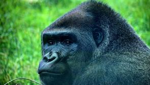 Exotic wildlife photography to be featured in the Kilkenny Arts Festival 