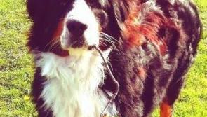 Kilkenny dog Alfie in the hunt for Nose title