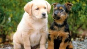 Dog licence inspector having an impact in Kilkenny