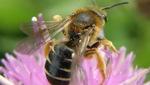   Farmland Pollinator Officer funding  will benefit Kilkenny