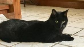 Elderly black cat missing in Kilkenny city - Help needed
