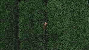 Spot the Kilkenny Fox?