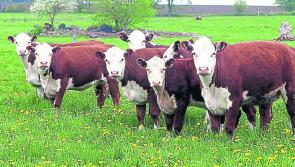 Beef crisis talks to resume on Monday - Minister