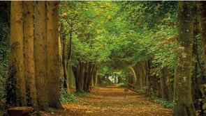 Birdwatch Ireland outing to Jenkinstown Wood Kilkenny