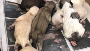Carlow Kilkenny Dog Shelter  by appointment only