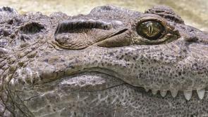 Annual European Crocodile Network meeting for Kilkenny