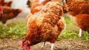 Alert for Kilkenny bird owners - Avian influenza housing order now in place
