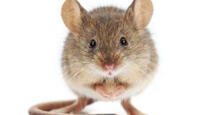 Dead mice and rodent faeces among reasons for closure of food businesses across nation