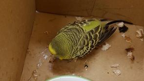 Did you lose your budgie in Kilkenny this morning?