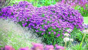 Keep enjoying those lovely gardens