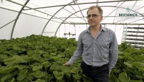 Kilkenny-based Beotanics wins Crop Technology Award at Enterprise Ireland’s Innovation Arena