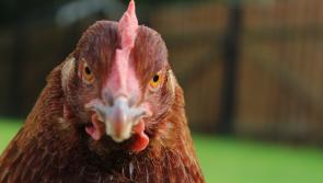 Save hens from the slaughter - charity has  birds for a good home