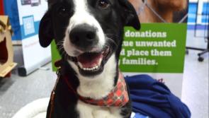 Meet your new best friend at Petmania, Kilkenny and raise awareness for Protecting Pound Dogs