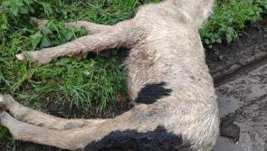 Kilkenny councillor condemns 'disgusting'  image of dead horse